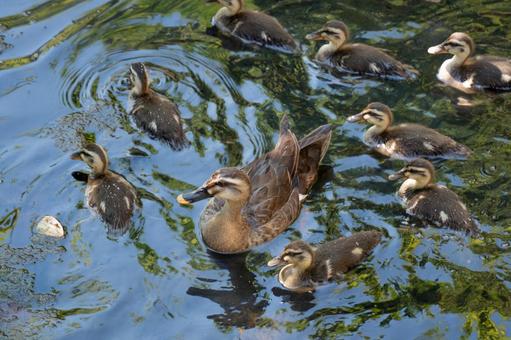 カルガモ親子が泳ぐ風景 カルガモ親子が泳ぐ風景の写真