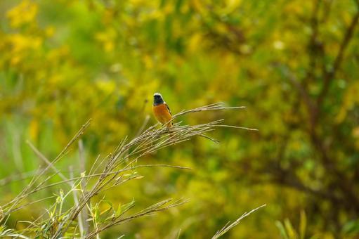 ジョウビタキ ジョウビタキの写真