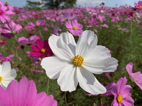 白いコスモス 白いコスモスの写真