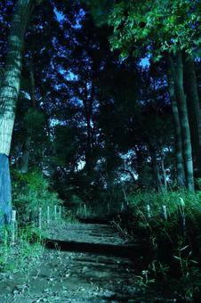 松戸市、夜の大谷口歴史公園順路 松戸市、夜の大谷口歴史公園順路 夜,公園,暗いの写真素材