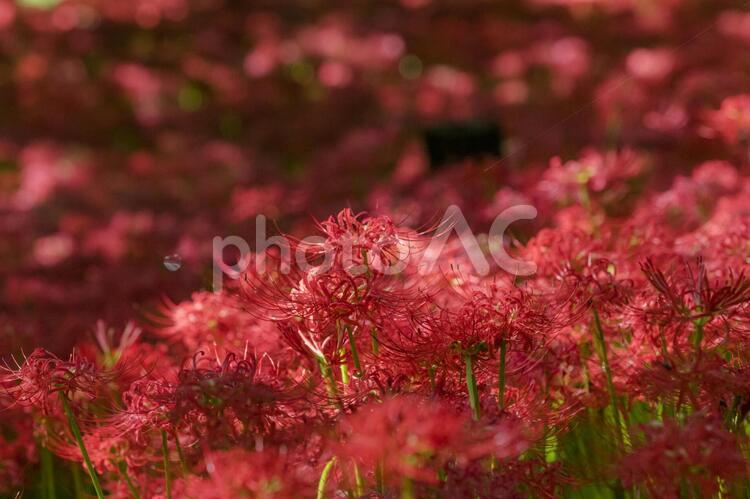 秩父巾着田に咲く曼珠沙華の花 曼珠沙華,彼岸花,埼玉の写真素材