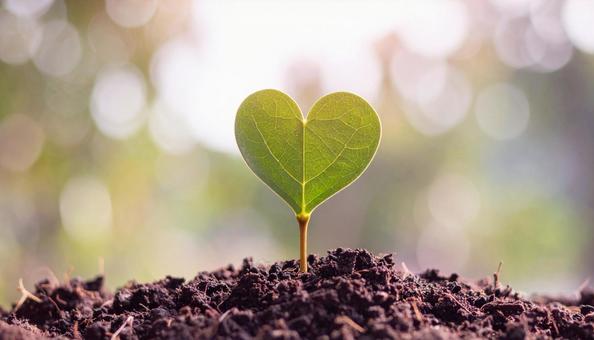 ハート型の植木 ハート型の植木の写真