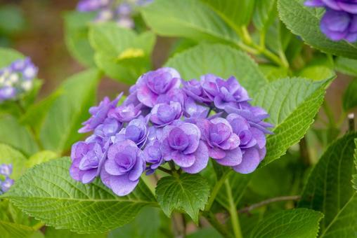 Photo, hydrangea, double, june, 