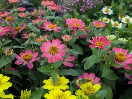 Zinnia, JPG