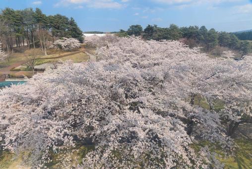 Photo, cherry blossoms in full bloom, cherry blossoms, spring, 