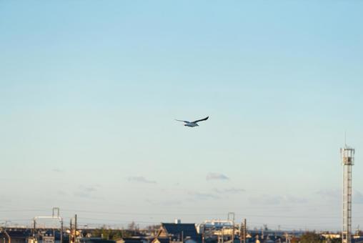 宙を優雅に舞うセグロカモメ 宙を優雅に舞うセグロカモメ セグロカモメ,渡り鳥,冬鳥の写真素材