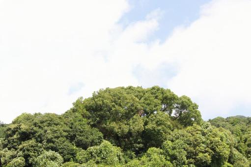 森と空 木,素材,自然の写真素材