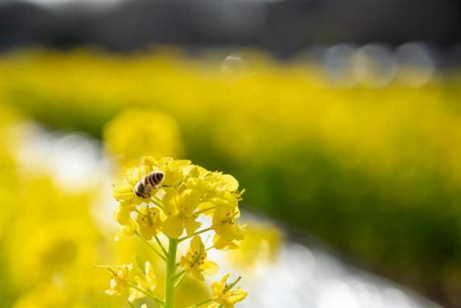 菜の花と蜂の風景２の写真