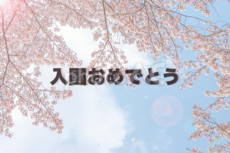 桜の背景に入園おめでとう文字 入園,おめでとう,おめでとうございますの写真素材