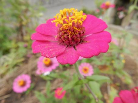 【花の写真】 ヒャクニチソウ(百日草) 【花の写真】 ヒャクニチソウ(百日草)の写真