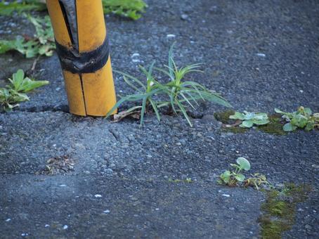 小雪前の土曜日の路端のタカサゴユリ 初冬,横浜市青葉区,寒冷の写真素材