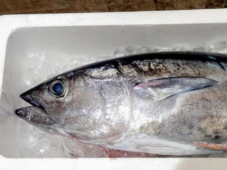 本マグロ 本マグロ 本まぐろ,ヨコワ,魚の写真素材