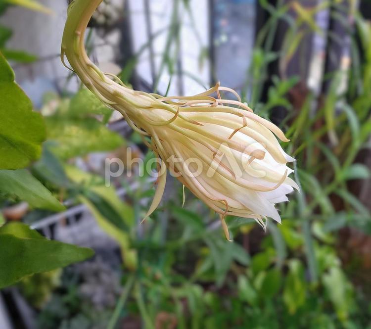 月下美人の開花後 月下美人,開花後,花後の写真素材