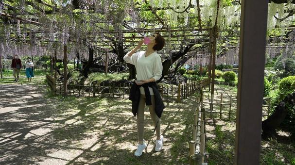 藤の花を見る女性 藤の花,藤だな,女性の写真素材