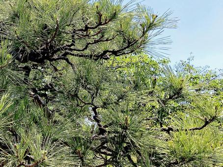 クロマツの写真