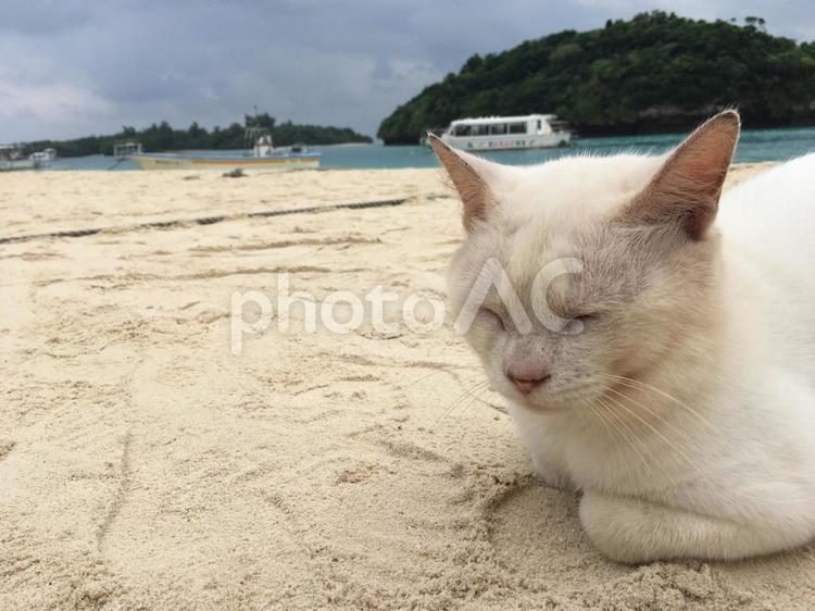 ひとやすみ ねこ,ネコ,猫の写真素材