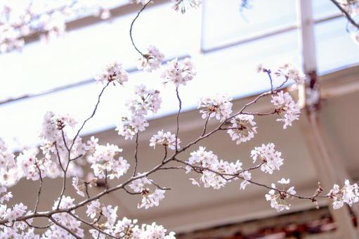 桜 桜の写真