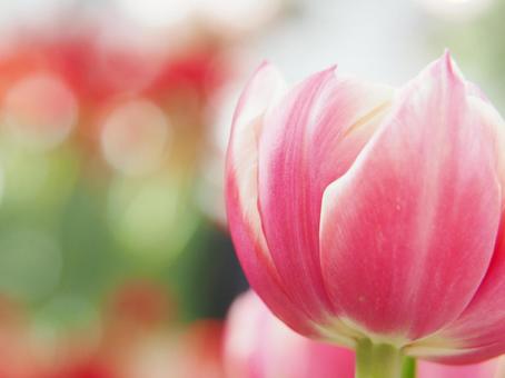 ピンクのチューリップ・花びらアップ ピンクのチューリップ・花びらアップの写真