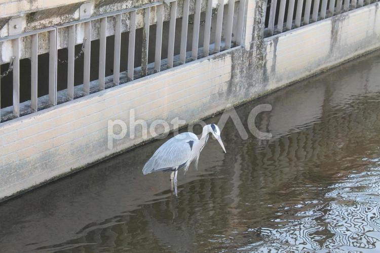 冬の川で寛ぐアオサギ 17 アオサギ,あおさぎ,青鷺の写真素材
