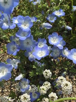 Nemophila, JPG