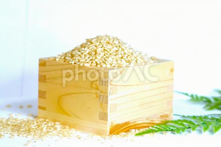 玄米（枡）⑤シダ 玄米,米,枡の写真素材