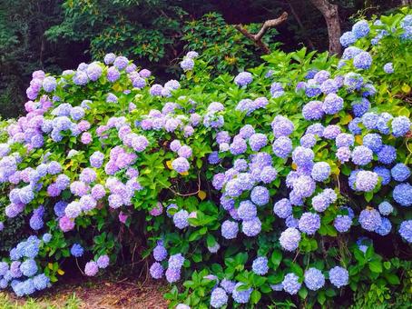 あじさい あじさい 紫陽花,梅雨,山の写真素材
