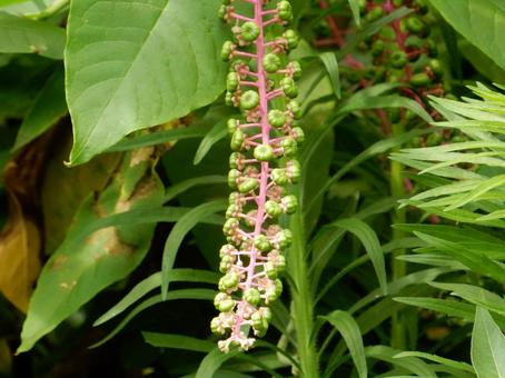 【植物写真】ヨウシュヤマゴボウ 【植物写真】ヨウシュヤマゴボウの写真