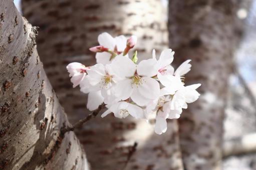 春のイメージ 桜 春のイメージ 桜の写真