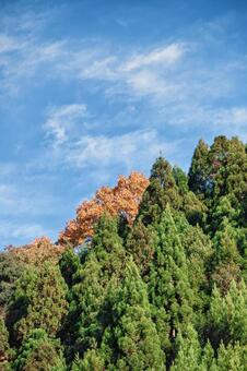 北山杉と紅葉 高雄,自然,晴天の写真素材