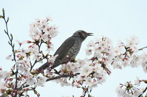 春のヒヨドリ 春のヒヨドリの写真