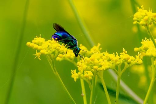 オオセイボウ⑷ オオセイボウ⑷ 蜂,オオセイボウ,宝石蜂の写真素材