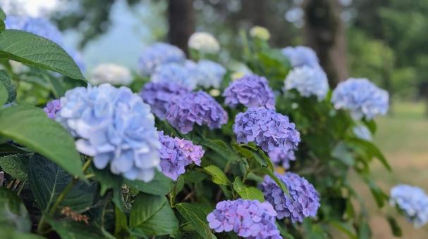 The beauty of hydrangeas, a blue-purple gradation, JPG
