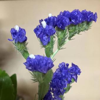 リモニウム リモニウムの写真