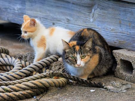 港に住む母猫とその子猫です。 港に住む母猫とその子猫です。 猫,野良猫,地域猫の写真素材