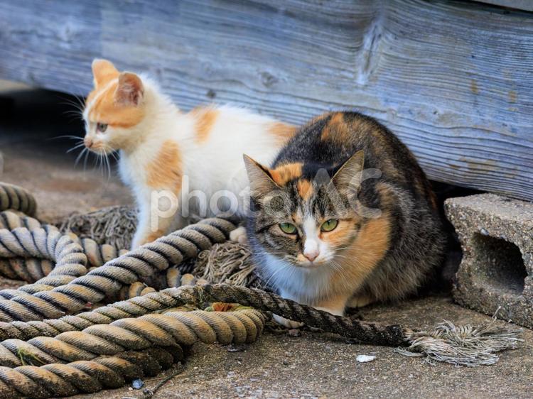 港に住む母猫とその子猫です。 猫,野良猫,地域猫の写真素材