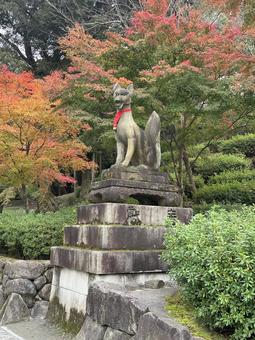 京都・伏見稲荷神社　紅葉に包まれた狐像 京都,伏見稲荷神社,神社の写真素材