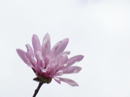 ピンク色の花と空 ピンク色の花と空の写真