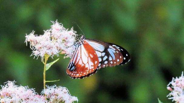 フジバカマに飛来 蜜を吸うアサギマダラ フジバカマに飛来 蜜を吸うアサギマダラ アサギマダラ,蝶,昆虫の写真素材