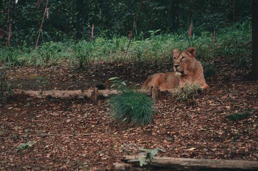 森にたたずむライオン ライオン,メスライオン,寝そべるの写真素材