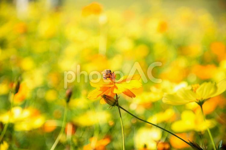 コスモスとミツバチの風景３ コスモス,花,植物の写真素材