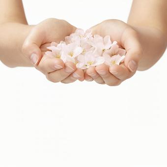 手のひらに桜の花びら 手のひらに桜の花びらの写真
