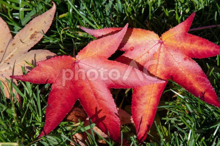 艶やかな赤い落ち葉　　　バンクーバー　ブリティッシュコロンビア州　カナダ 落ち葉,葉,赤いの写真素材