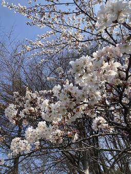 Photo, cherry blossoms, full bloom, sunny, 