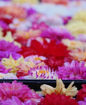 ダリア　花手水の写真