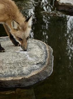 水辺のキツネ 水辺のキツネの写真