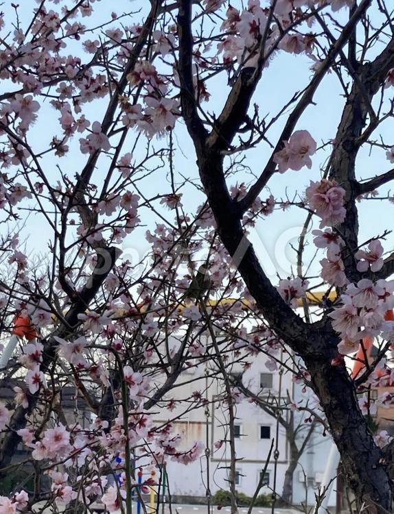 梅とウグイス 梅,梅の木,枝の写真素材