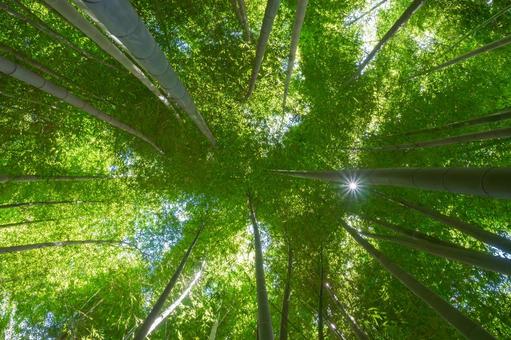 竹林を見上げる 竹林を見上げるの写真
