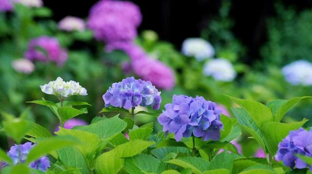 Photo, hydrangea, purple, pink, 