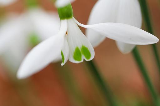 可憐なスノードロップのアップ スノードロップ,白い花,白の写真素材