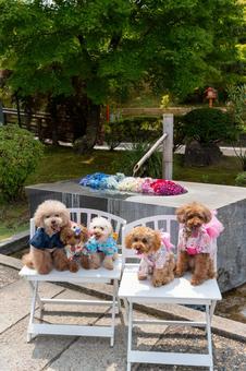 花手水とトイプードル 花手水とトイプードル トイプードル,トイプー,花手水の写真素材